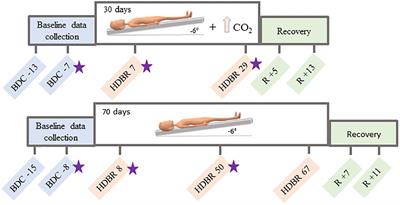 Neural Working Memory Changes During a <mark class="highlighted">Spaceflight Analog</mark> With Elevated Carbon Dioxide: A Pilot Study